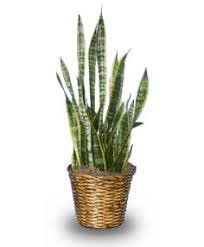 Potted snake plant in a woven basket planter