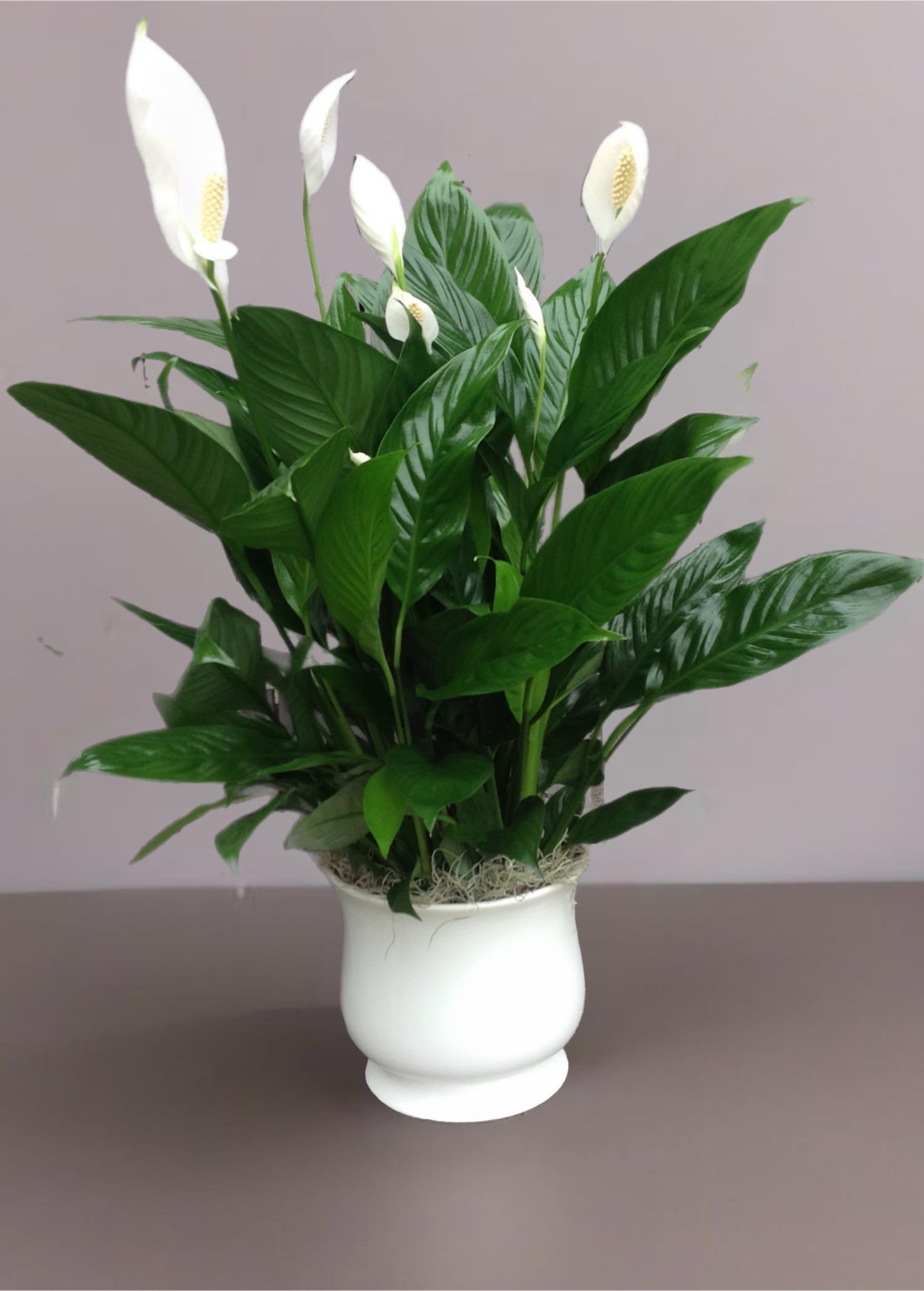 White peace lilies in a white pot