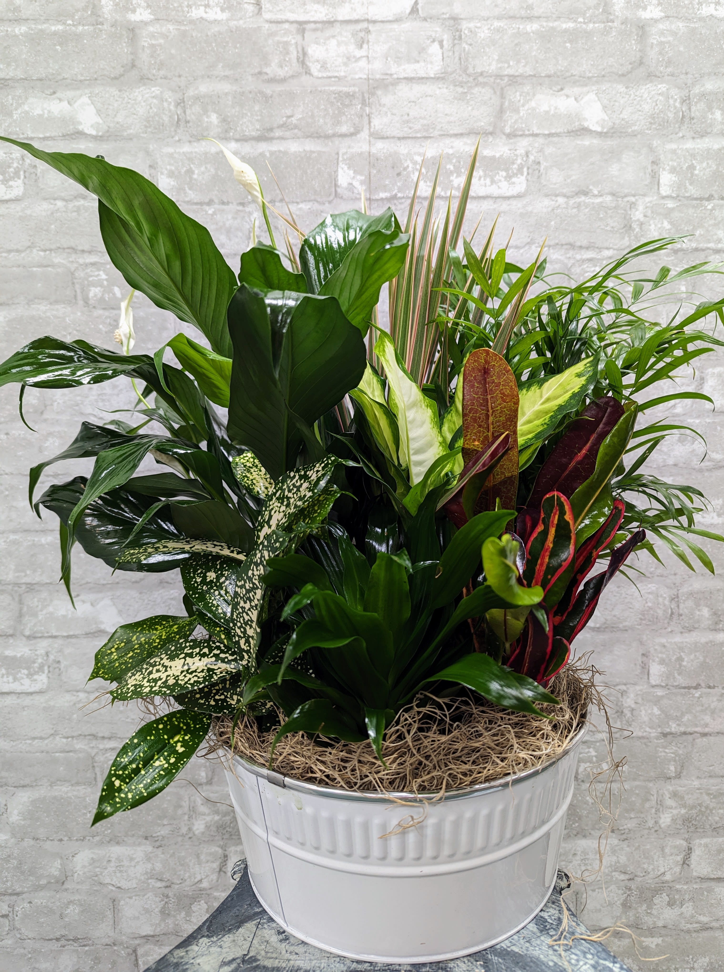Dish Garden AF502 - This 10in tin container filled with living plants will also carry comfort and compassion for many months to come. Perfect to send to the home or service. 