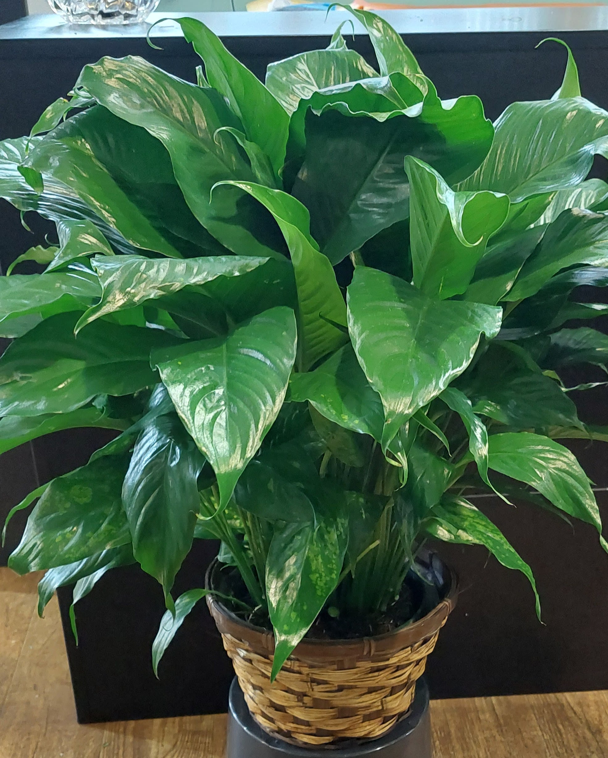 Bulb Pan Peace Lily - Bulb pan peace Lily in a basket.