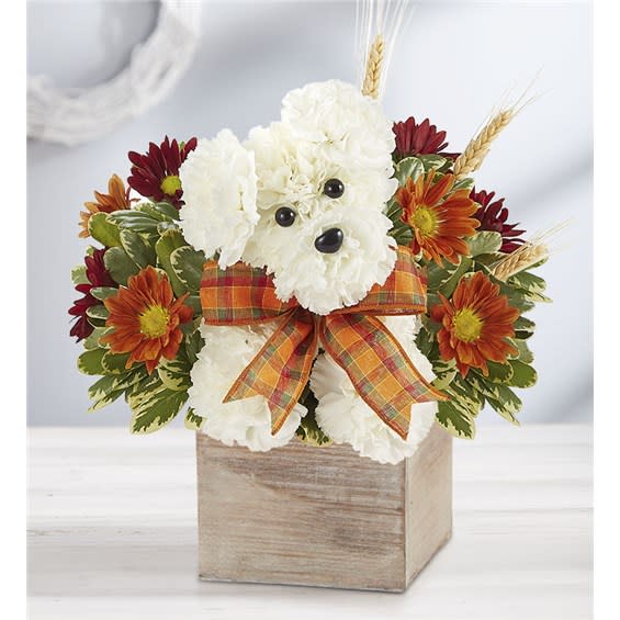 A Dog for Fall - Our fall flower pup is a true delight. Crafted from white carnations, with harvest-colored blooms all around, he’s designed in our rustic grey-washed wooden cube, adding warmth and charm of this whimsical gift. One-sided 3D a-DOG-able® arrangement with white carnations, red and autumn-colored daisy poms; accented with wheat and assorted greenery Crafted in the shape of a dog, complete with eyes, nose and decorative ribbon Artistically designed in our rustic, natural wood-grain cube container; measures 5"W x 5"L Arrangement measures approximately 12"H x 12"W Our florist hand-design each arrangement, so colors and varieties may vary due to local availability