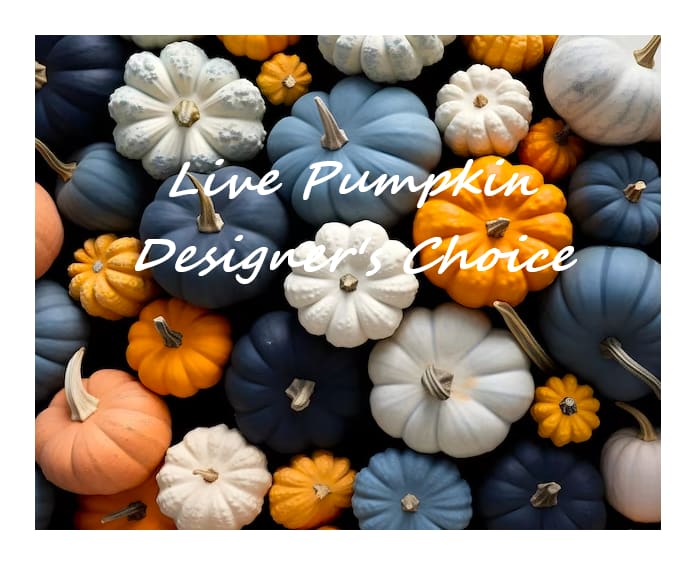 Live pumpkin designers choice - Designed in a live pumpkin