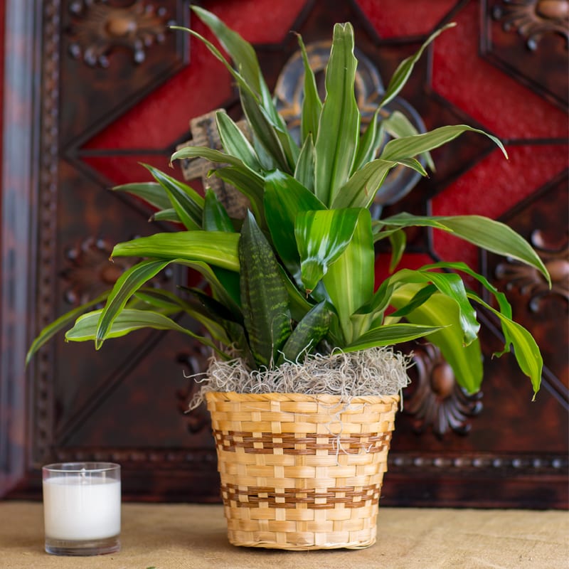 Potted green plant in a woven basket beside a white candle