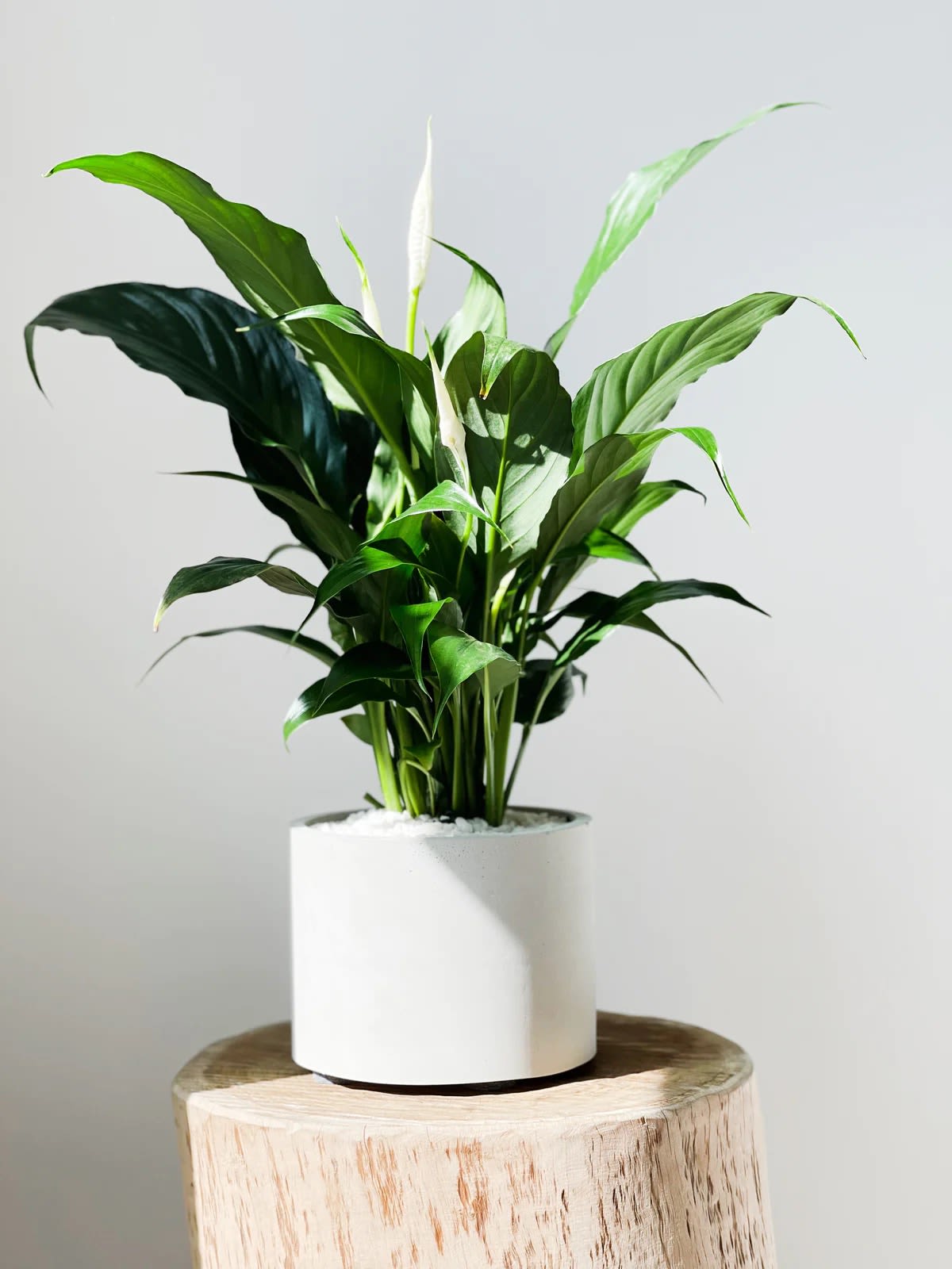Potted peace lily plant with white blooms in a white container