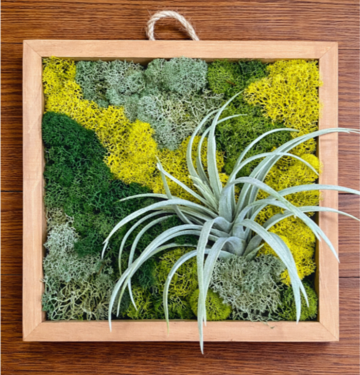 Framed moss wall art with a small air plant attached