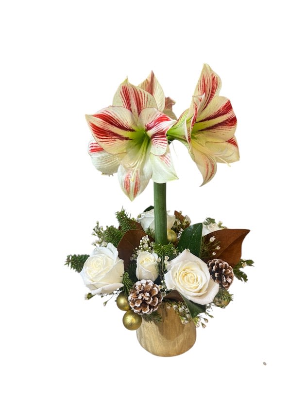 White and red amaryllis arrangement with roses in a gold vase