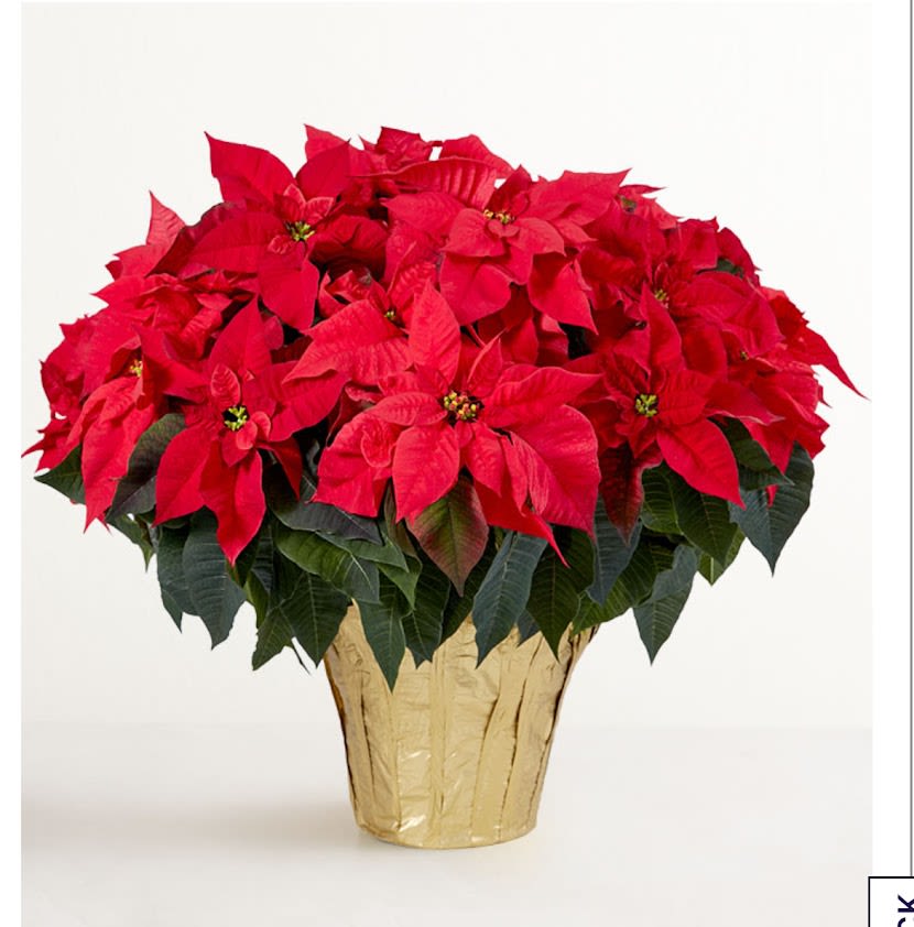 Red poinsettia plant in a gold foil pot