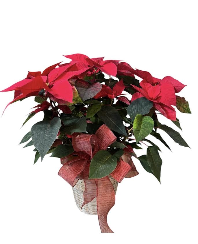 Potted poinsettia plant with red bracts and a ribbon bow