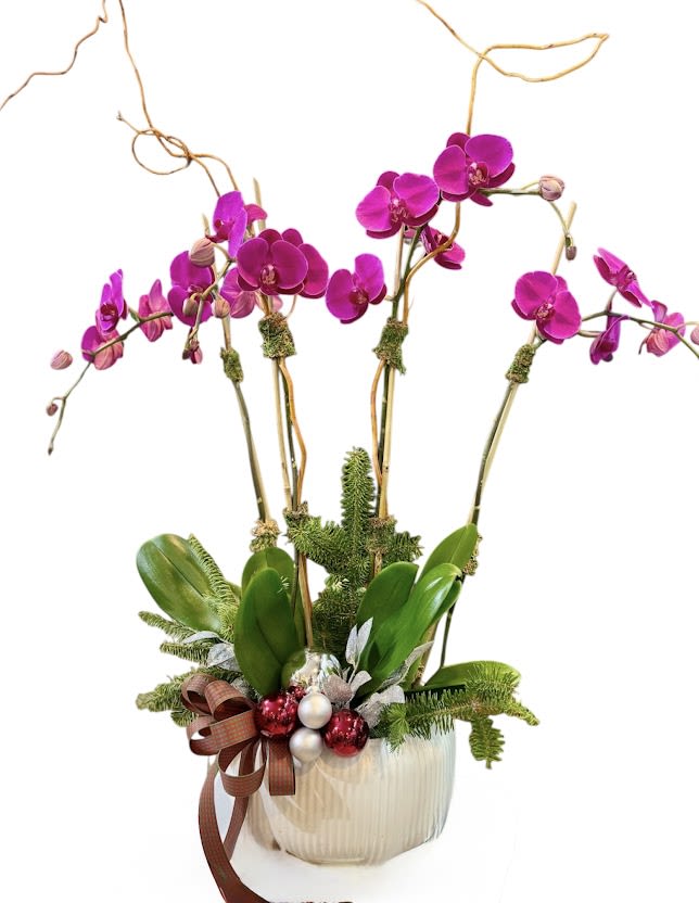 Pink orchids in a white ribbed pot with ribbon and ornaments