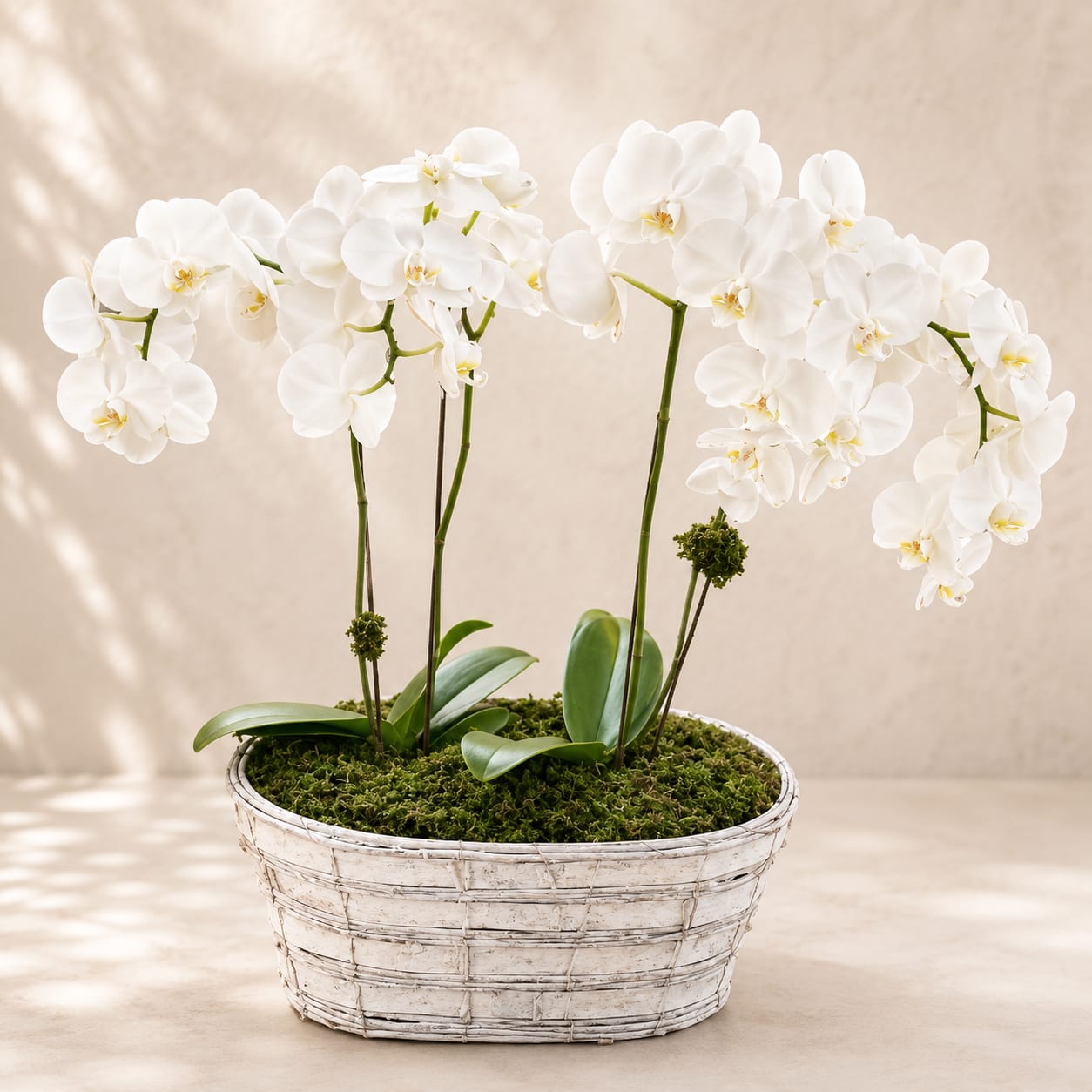 Ushas' Orchid Haven – Luxury Double Stem Orchid Planter - Inspired by Ushas, the Vedic goddess of dawn and new beginnings, this elegant orchid planter symbolizes beauty, grace, and the promise of brighter days.  Symbolizing purity, elegance, and new beginnings, white orchids make an exceptional gift for birthdays, anniversaries, sympathy, housewarmings, corporate occasions, or simply brightening someone's home. As living plants, they offer beauty that lasts for weeks and can bloom again with proper care.  Each planter is handcrafted by Flower Fairy using healthy premium orchids selected for their exceptional quality and long-lasting blooms.  Features: Two premium double-stem white orchids Living blooming plants Decorative basket planter Natural preserved moss Long-lasting gift Handcrafted by Flower Fairy Same-day delivery throughout the Phoenix Metro Area