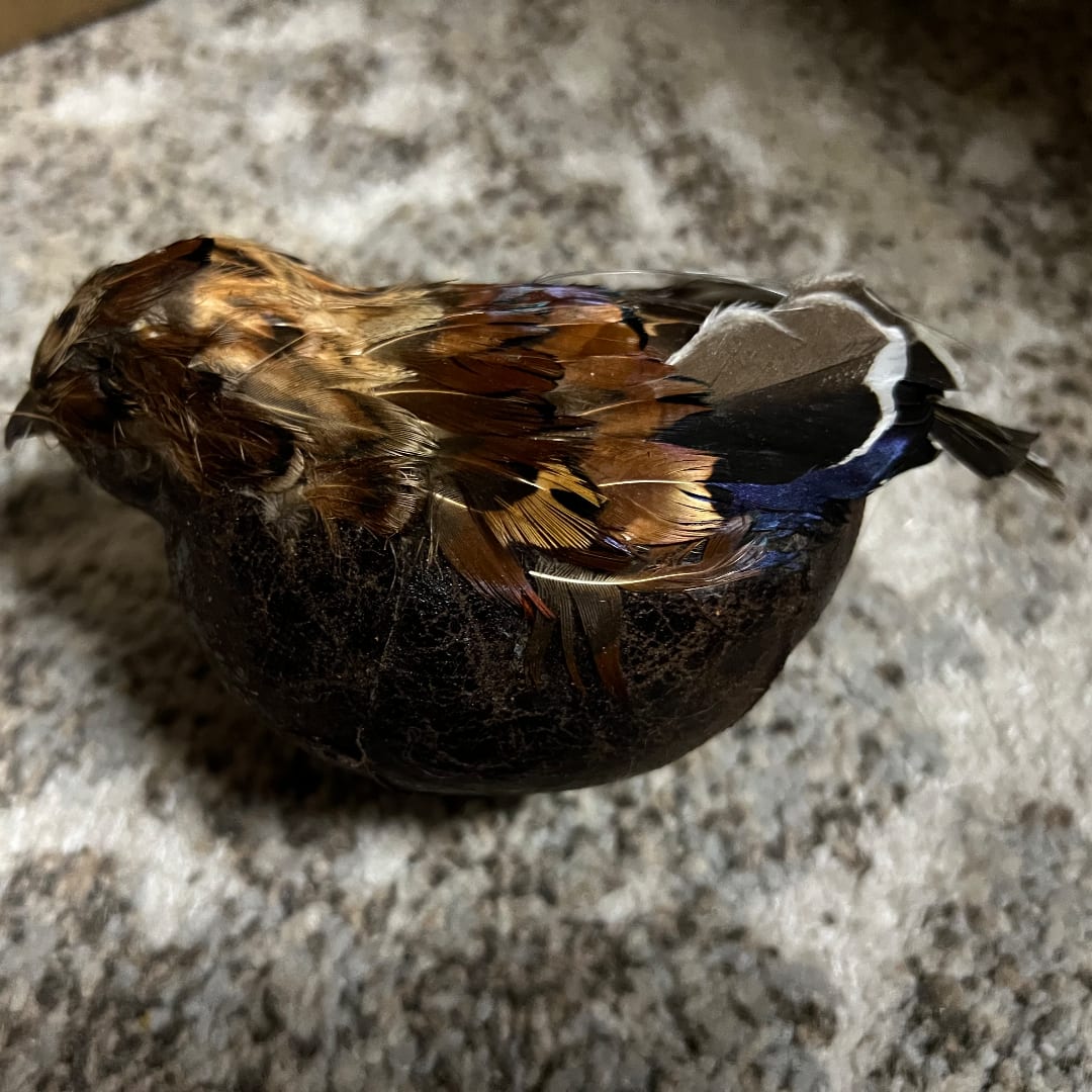 Small bird resting on a dark rounded object