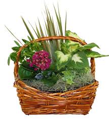 Wicker basket arrangement with pink flowers and assorted green plants