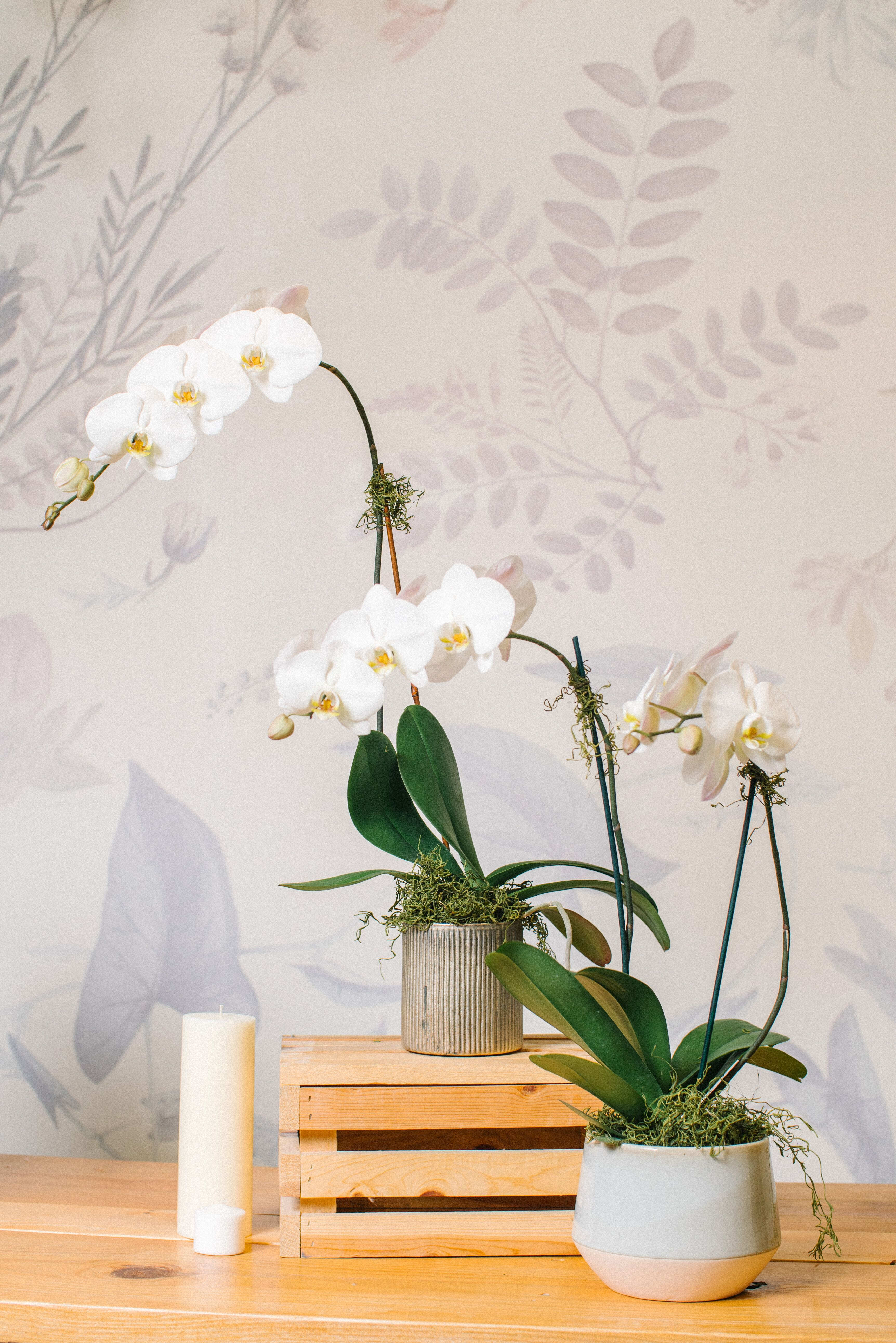 White orchids in ceramic pots with a candle on a wooden table