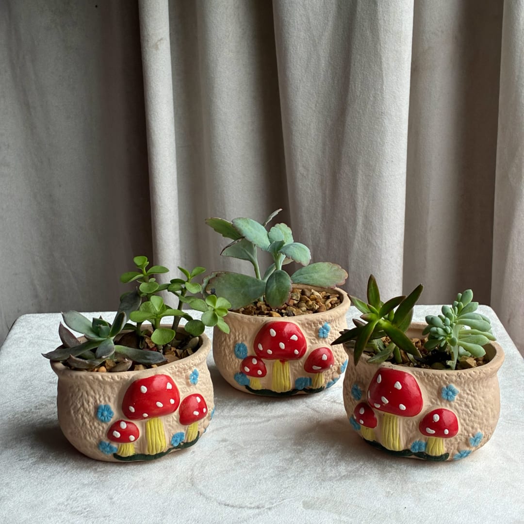 Three small succulent plants in mushroom-decorated ceramic pots on a table.