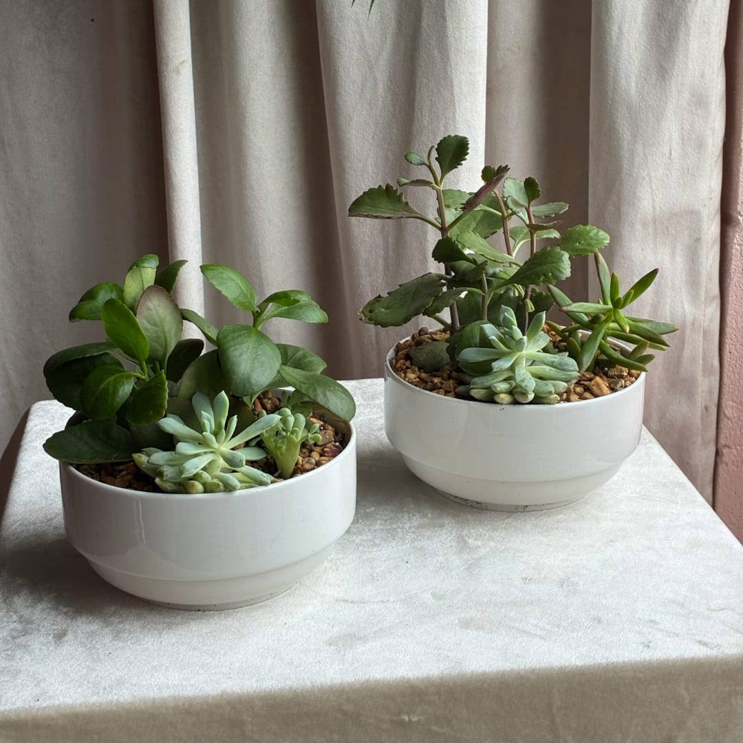 Two small succulent planters in white bowls on a table