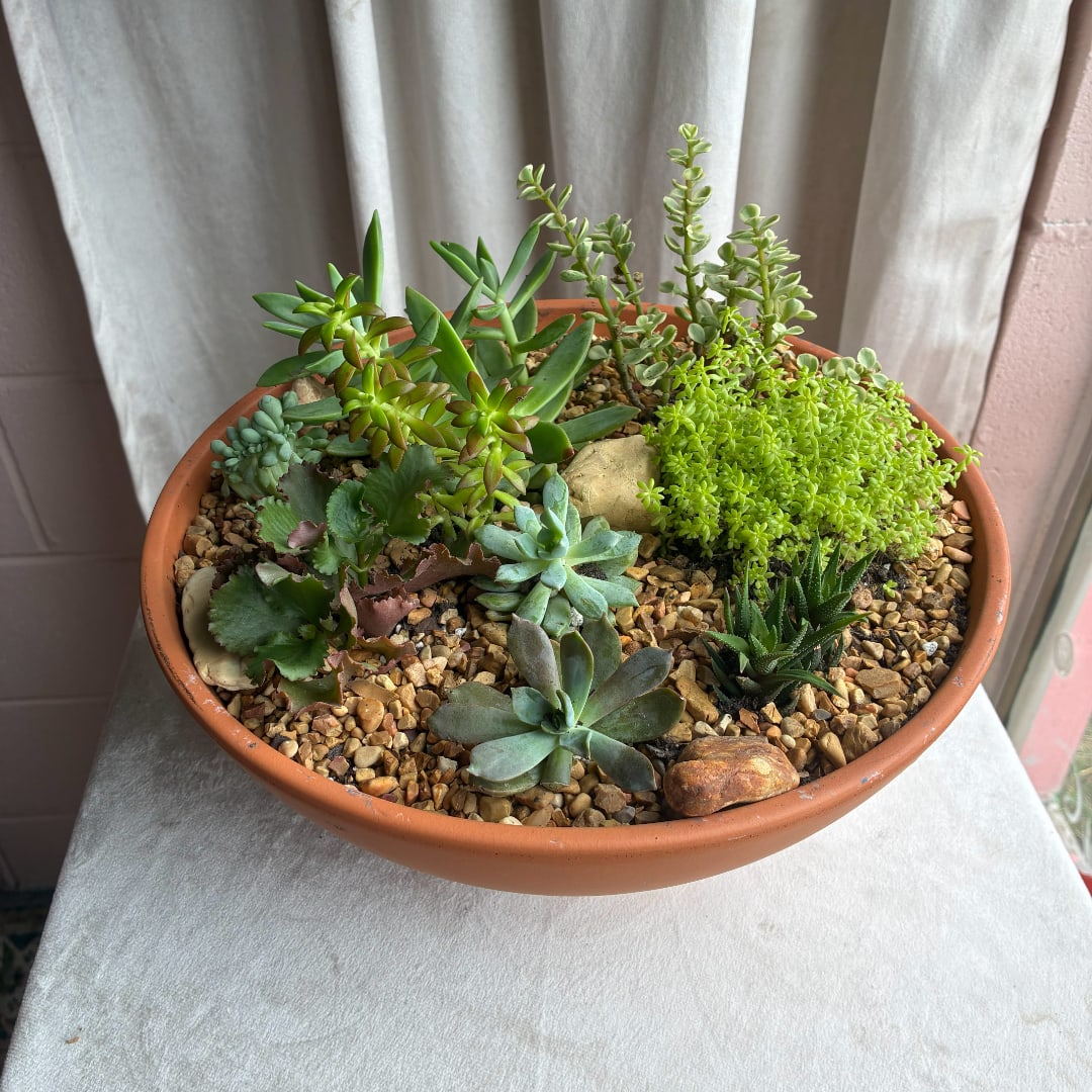 Terracotta bowl planter with assorted succulents and pebbles