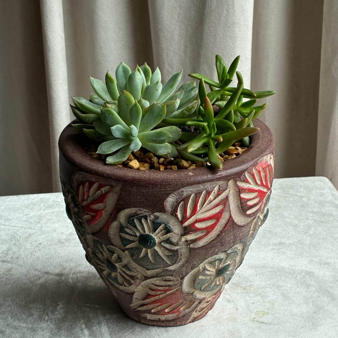 Potted succulent arrangement in a decorative ceramic planter