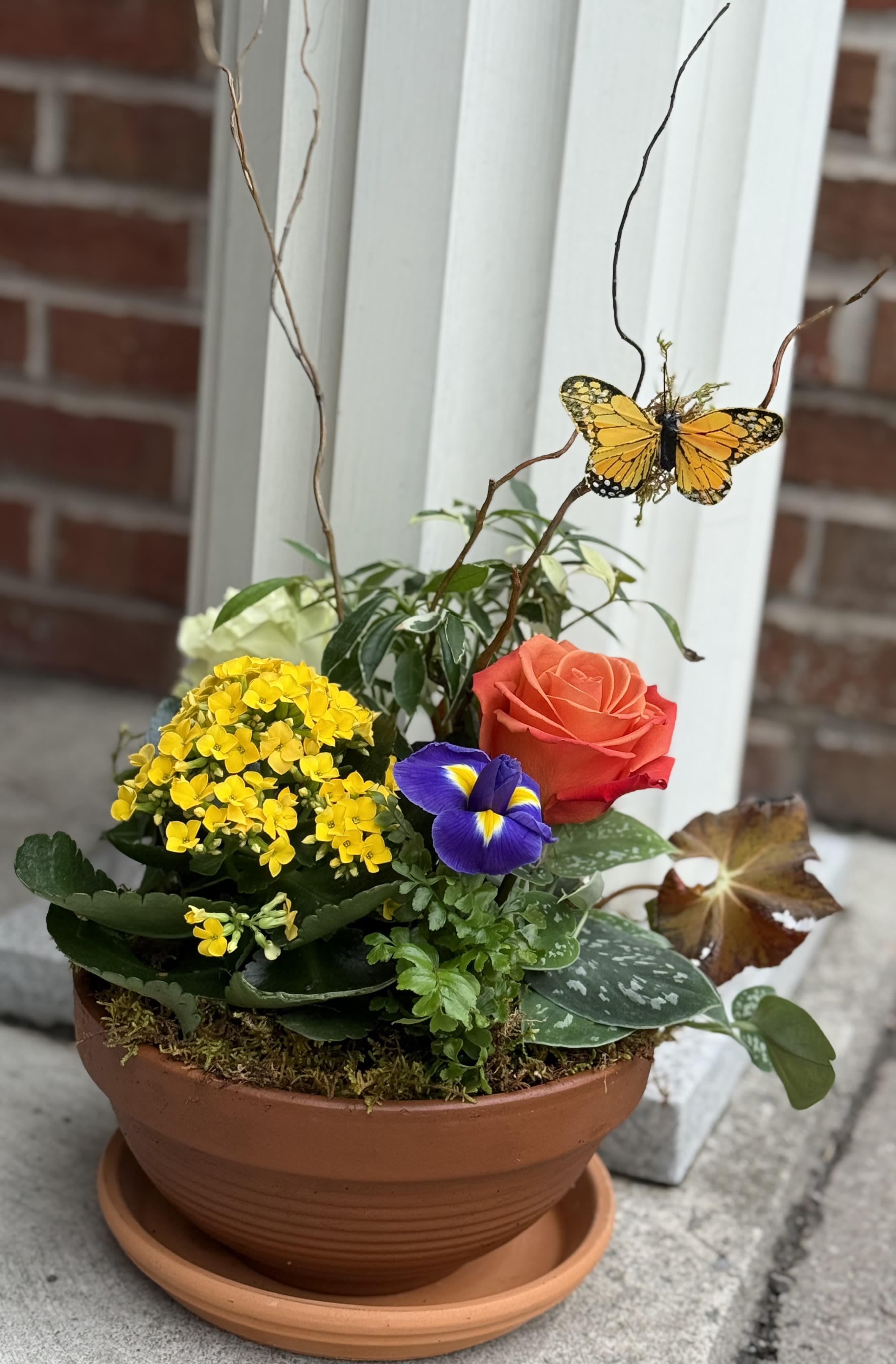 Dish Garden with a butterfly - A beautiful plant design with an interesting variety of plants, textural elements, butterfly and tubed blooms which can be taken out when done and you still have a beautiful plant design for as long as you take care of it. Our containers may change depending on demand.