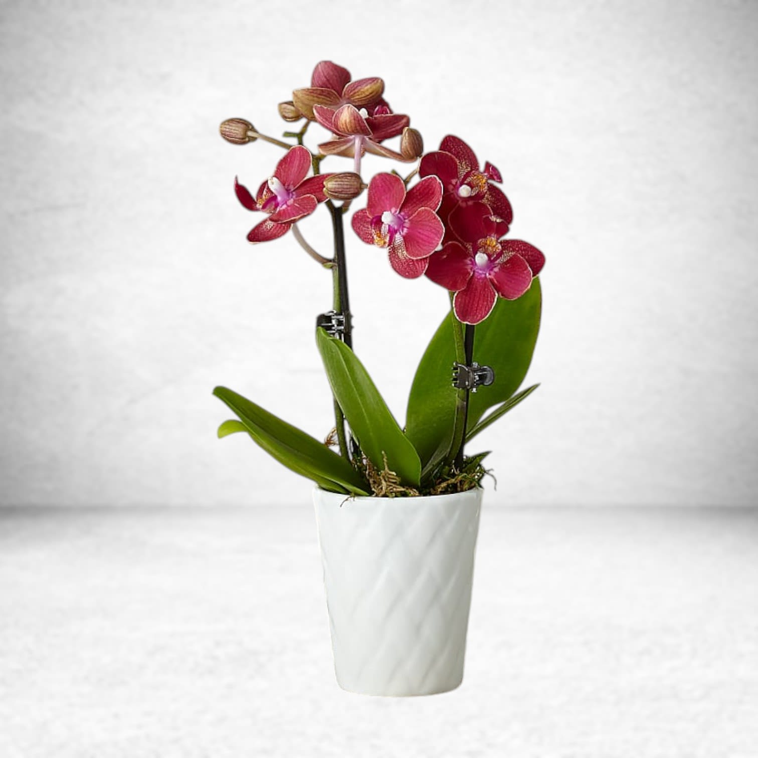 Mini Orchid - MINI ORCHID Introduce a loved one into the world of plants with the gift of a mini orchid. Known for their bright, serene petals, these blooming houseplants are perfect for small spaces and are easy to care for with one ice cube per week to add water slowly over time.