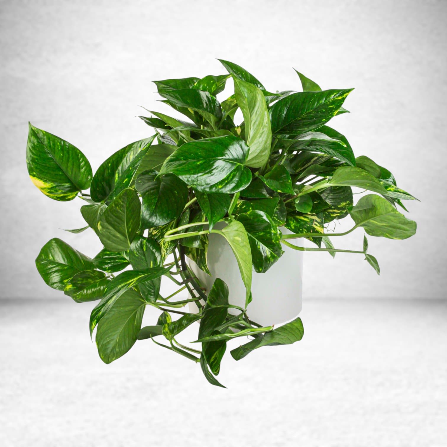 Pothos Plant  - A large Pothos Plant that updates any living space. Pothos Plant's are known to remove toxins from the air and don't need to be watered frequently. APPROXIMATE DIMENSIONS: 16" W x 16" H
