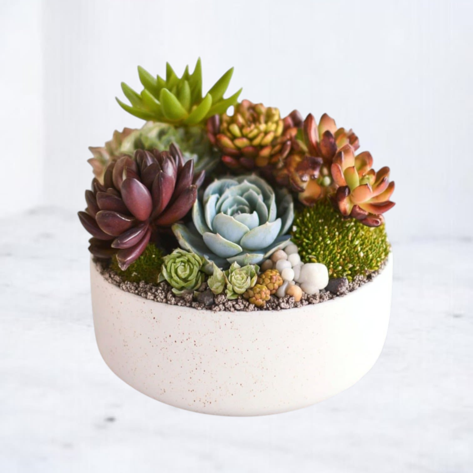Chic Succulent Garden  - Everybody loves succulents! Send them to brighten up a new desk or home. 