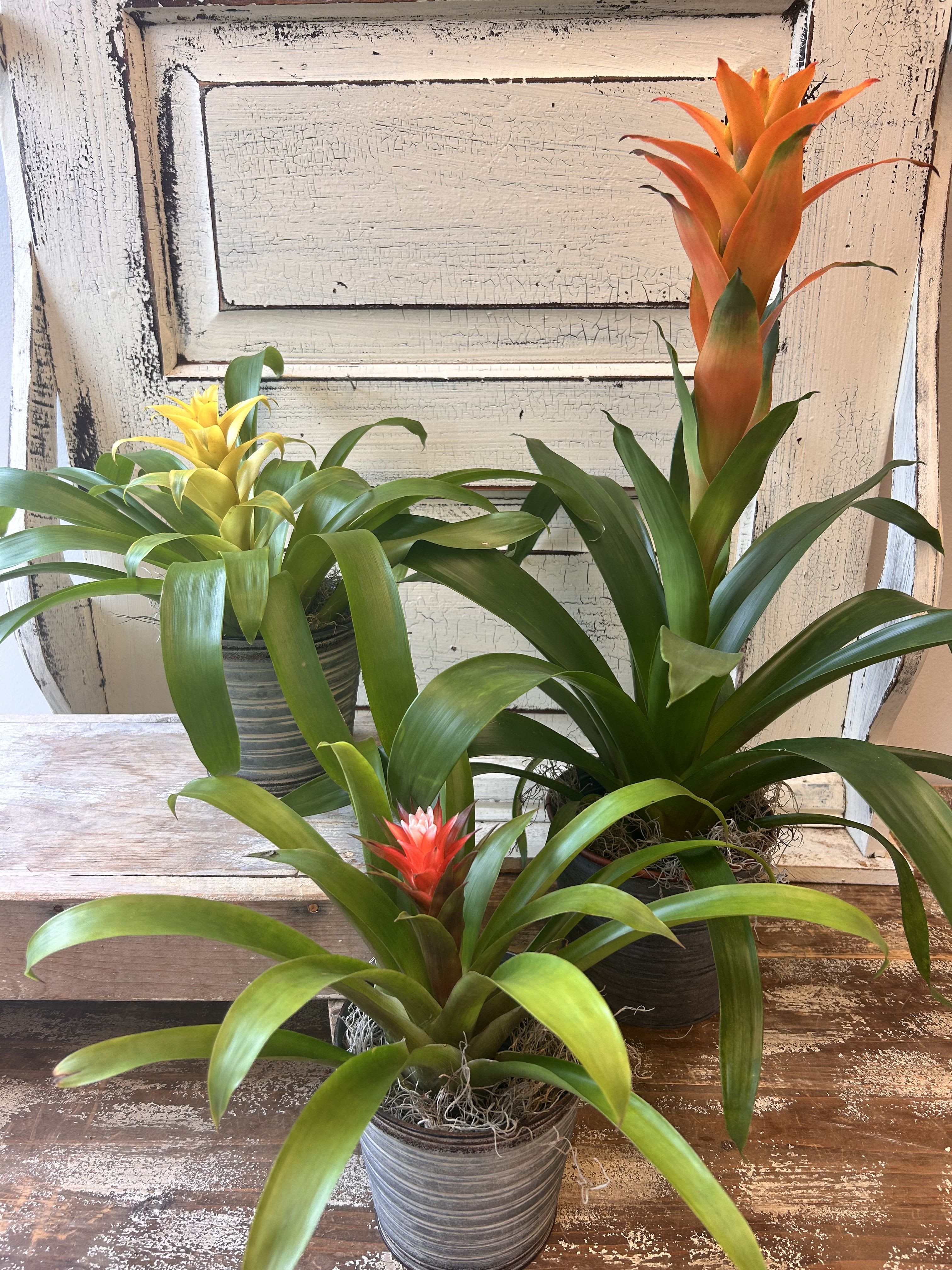 Three potted bromeliad plants with bright orange, yellow, and red blooms