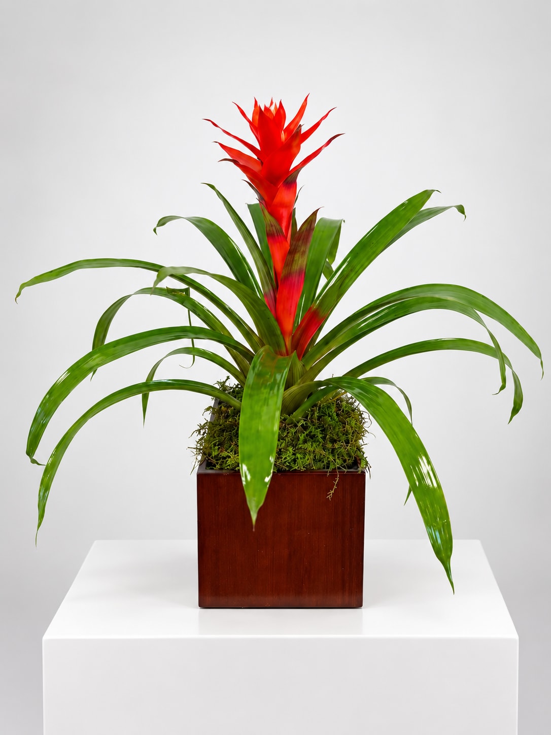 Red bromeliad plant in a square wooden planter