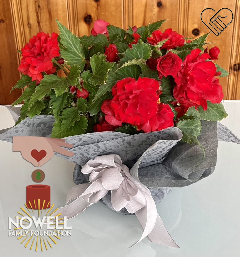 Red flowering plant bouquet wrapped in gray paper with a pale ribbon