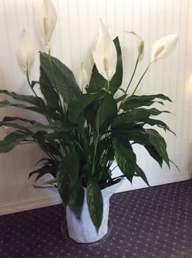 Simply Elegant Spathiphyllum - Medium - Known for its indoor beauty and ability to clear the air of contaminants, this brilliant green plant with dazzling white blossoms makes a perfect gift for almost any occasion. low-maintenance. High quality. Bet you never knew delivering elegance could be this simple.  This spathiphyllum comes in an 8" woven wicker basket. It's a great medium for delivering vitality.  Approximately 30 1/2" W x 37" H  Orientation: N/A  As Shown : T105-2A