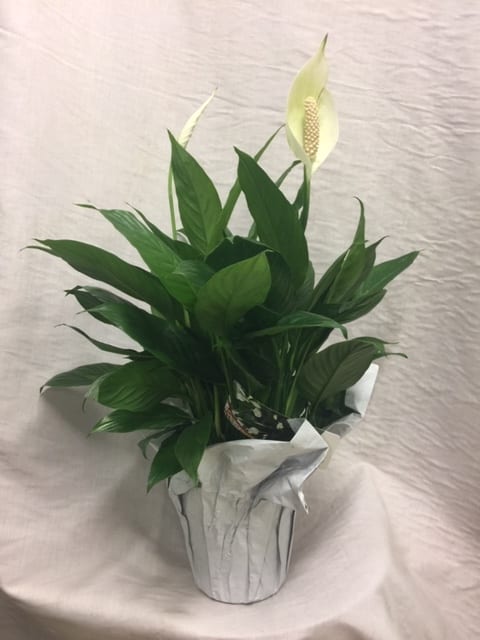 Potted peace lily with white blooms in silver wrap