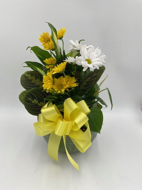 Yellow and white daisy bouquet in a pot with a yellow ribbon
