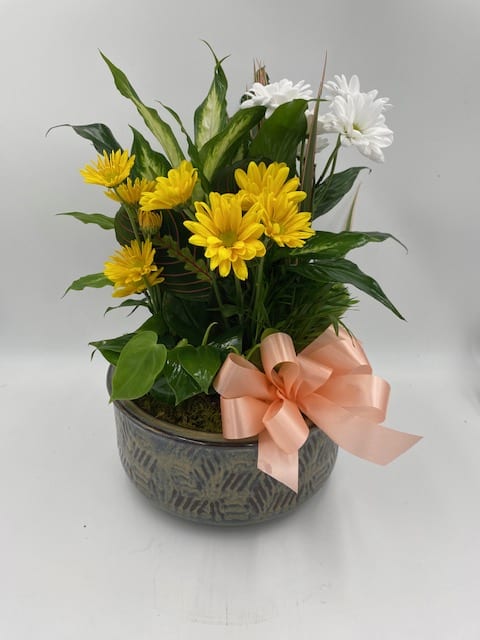 Potted arrangement of yellow and white daisies with a peach ribbon