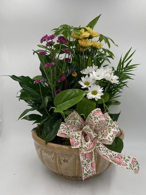 Mixed potted floral arrangement with daisies and a decorative ribbon bow