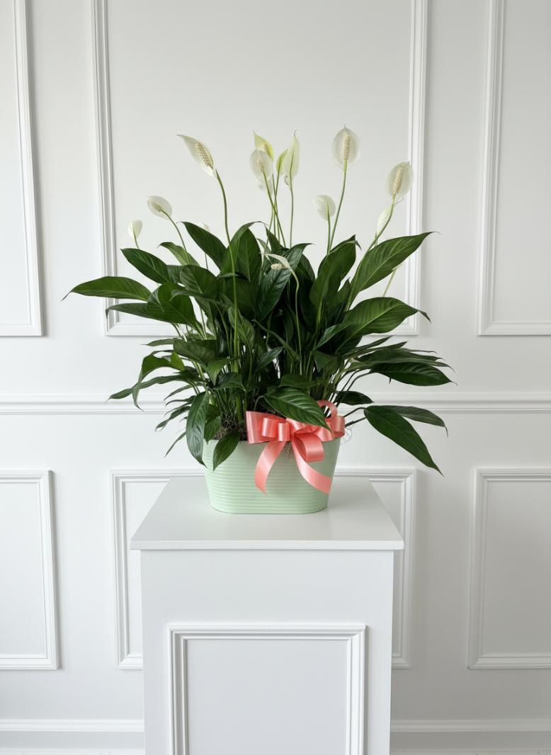 Potted peace lily with white blooms and a pink ribbon