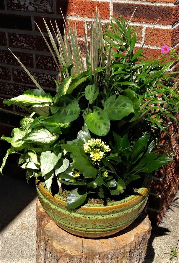 Low green ceramic bowl filled with assorted leafy plants and small yellow blooms