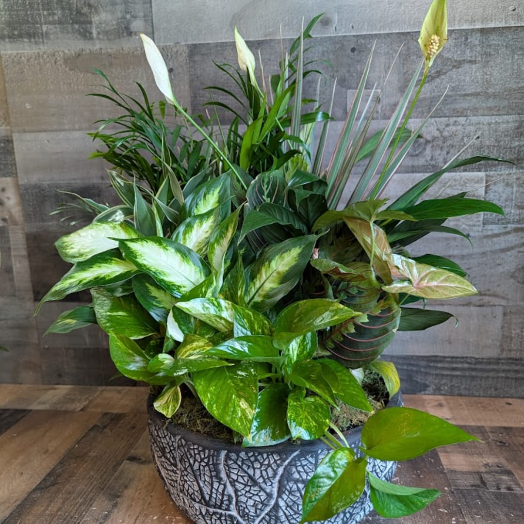 Mixed tropical plants arranged in a decorative round planter