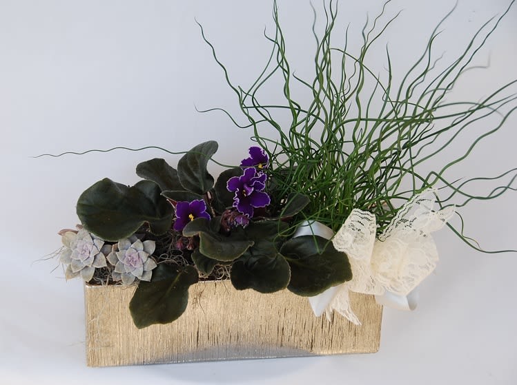 Potted arrangement with purple violets, succulents, and curly grass in a gold container