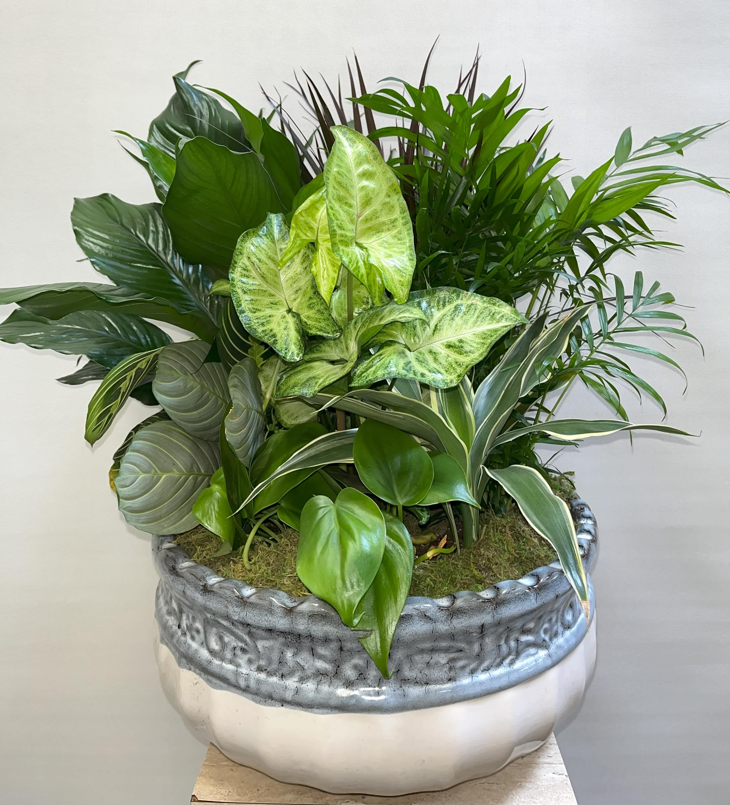 Large mixed green plant arrangement in a decorative ceramic pot