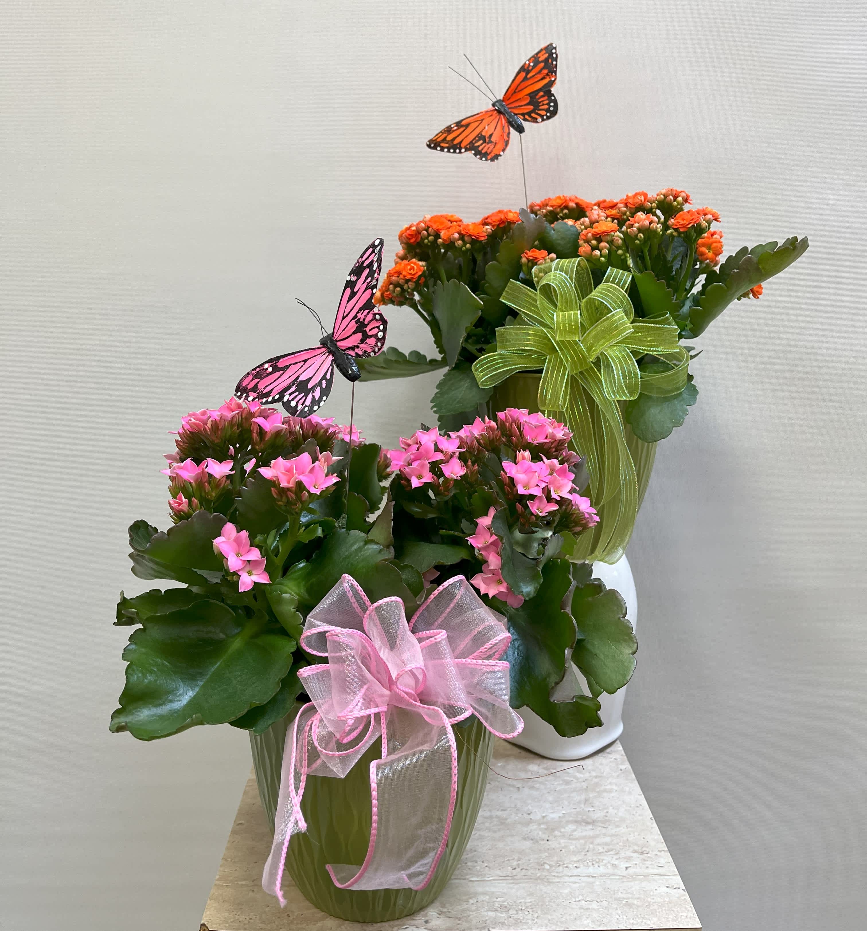 Potted pink and orange flowering plants with butterfly picks and ribbon bows