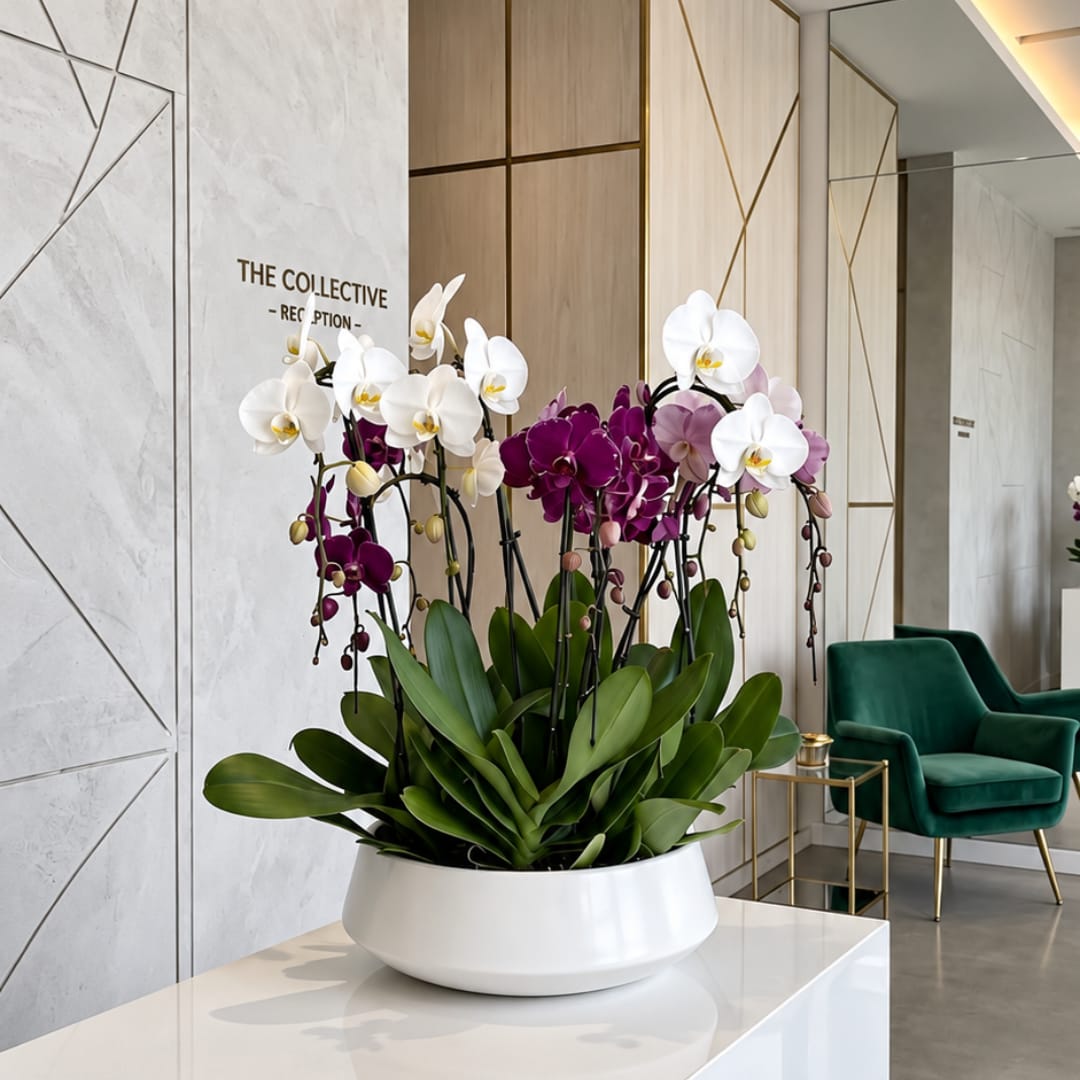 White and purple orchids arranged in a white bowl planter