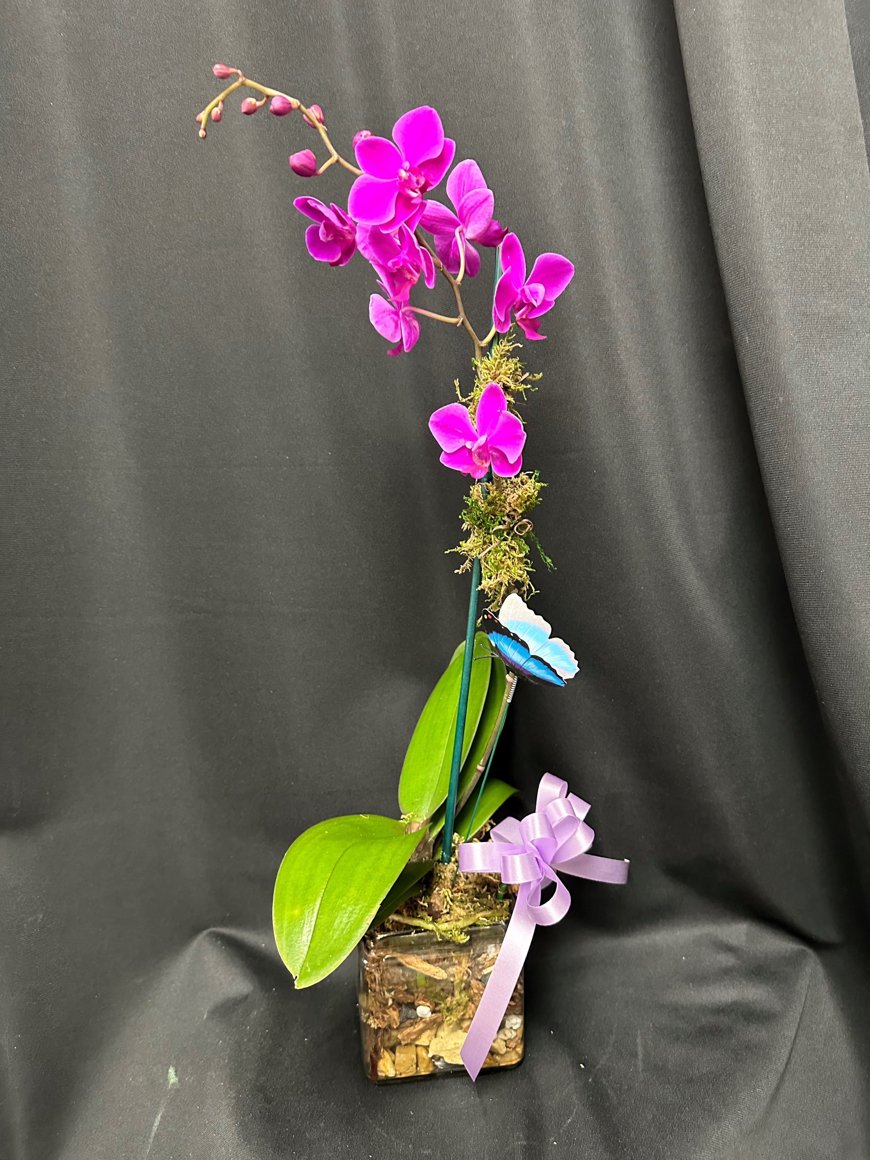 Pink orchid plant in a glass cube vase with a lavender ribbon