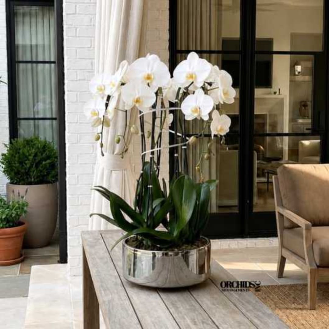 White orchids in a shiny silver planter on a patio table