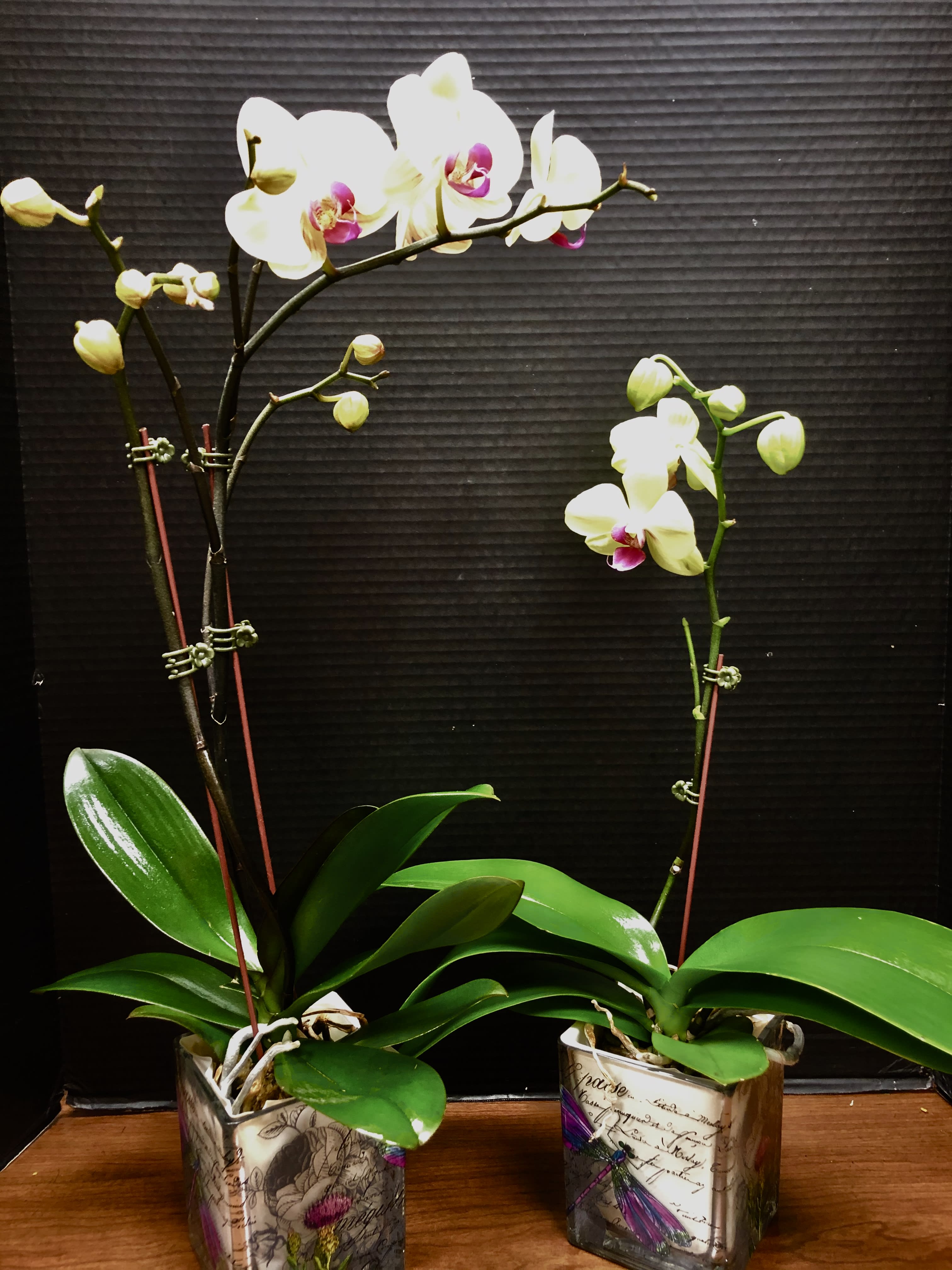 Two potted orchid plants with white and pink blooms
