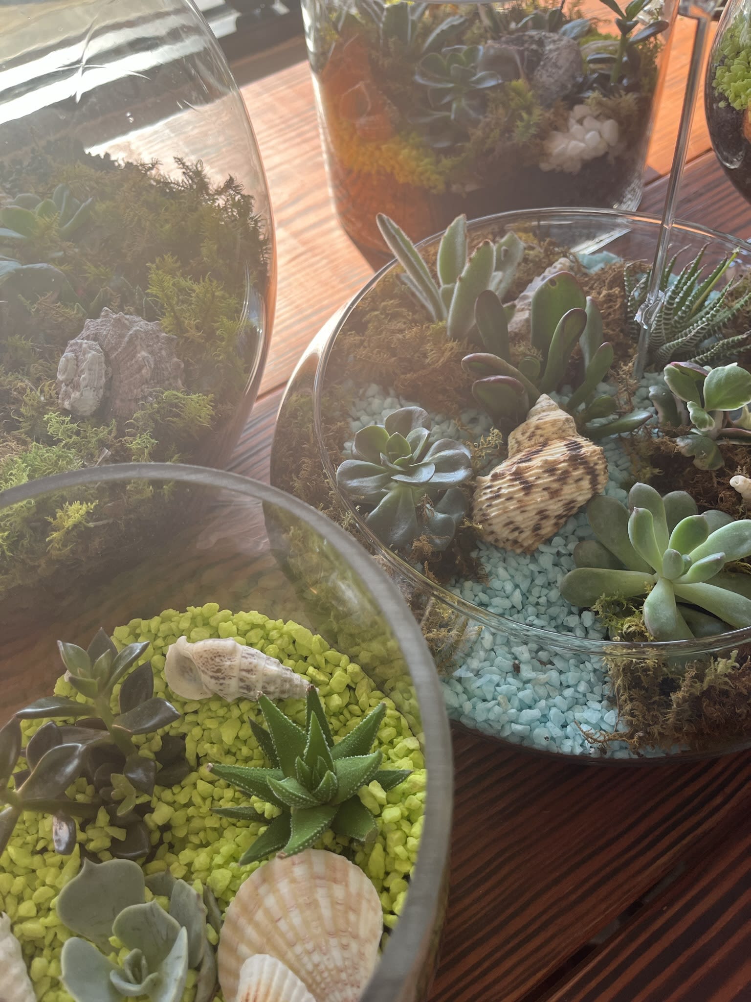 Glass terrariums filled with assorted succulents and decorative shells