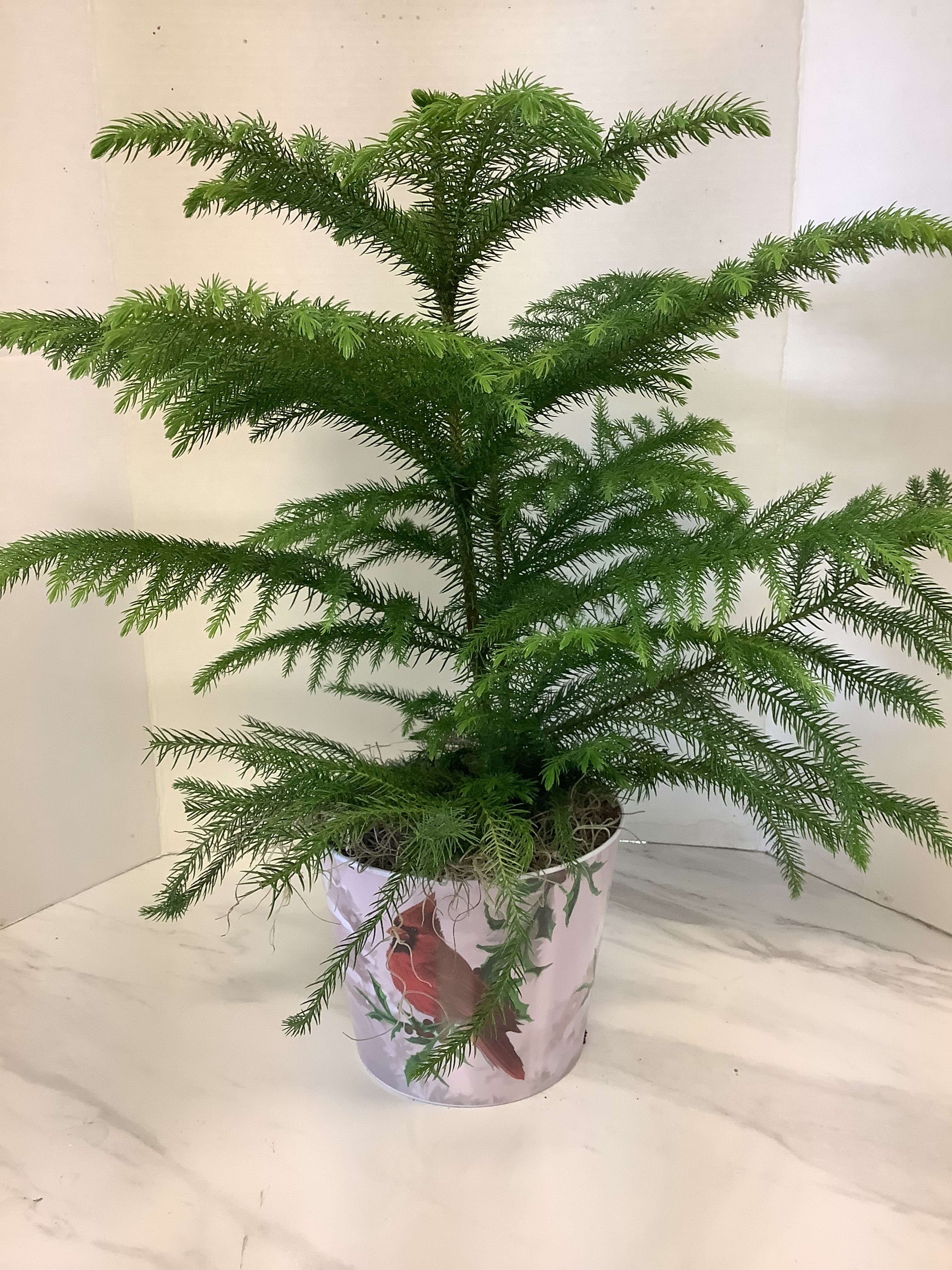 Potted evergreen plant with layered horizontal branches in a decorative container