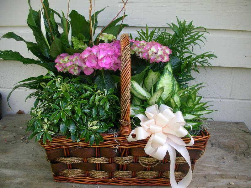 Basket of pink flowers and green plants with a white bow