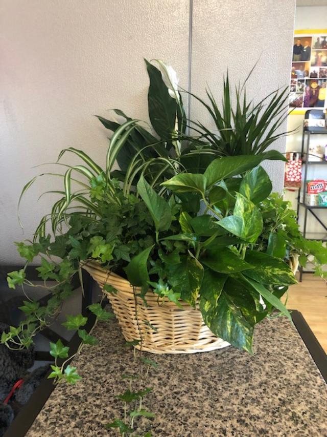 Basket of assorted green houseplants on a table