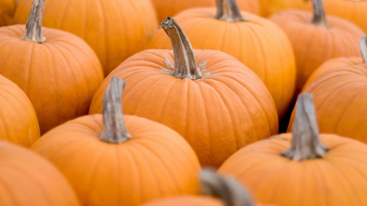 Pumpkins - Large, Medium , and Small.