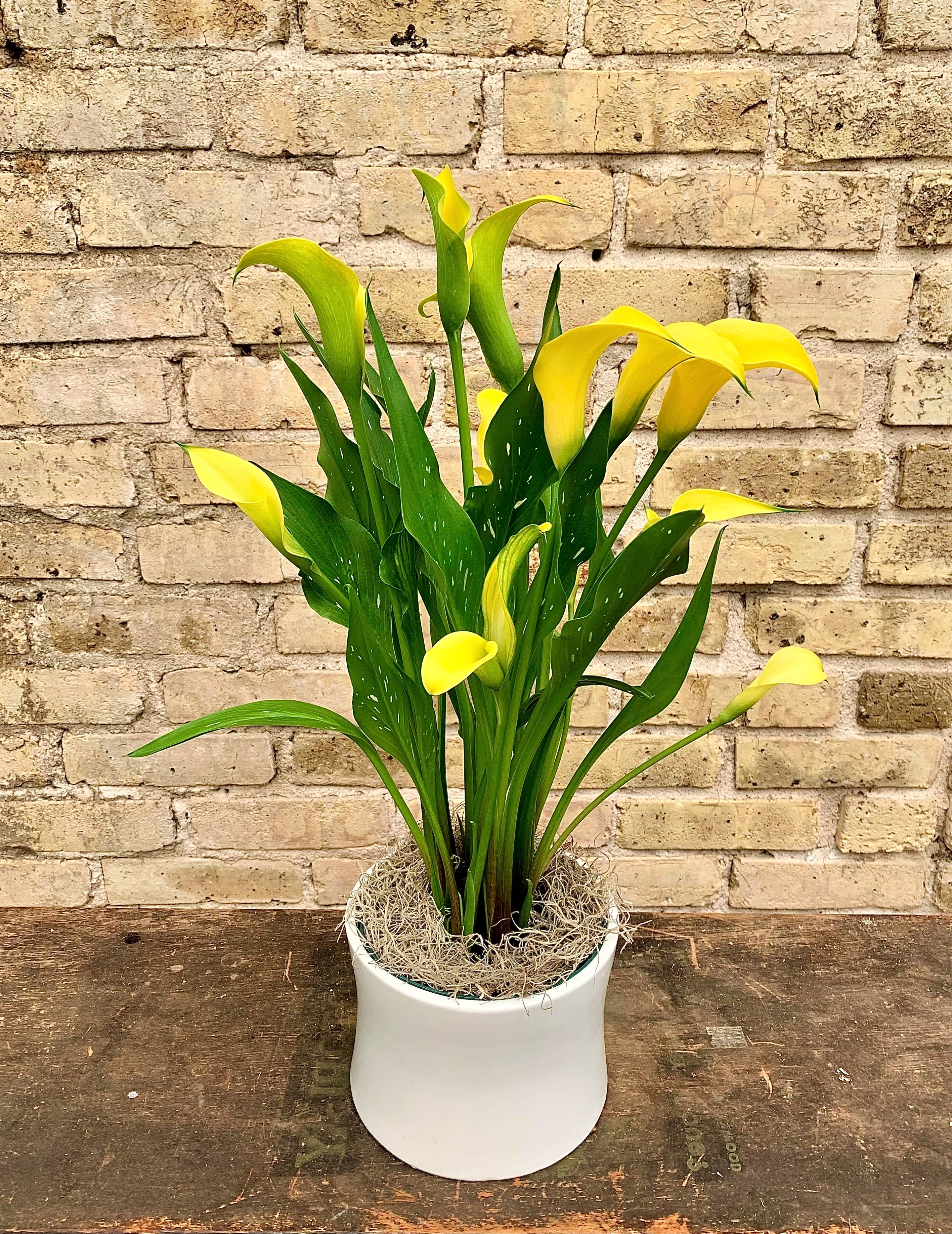 Yellow calla lilies in a white pot