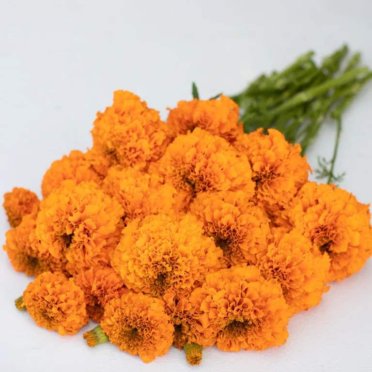 Bundle of bright orange marigold flowers on a white background